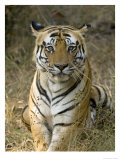 Bengal Tiger  Portrait of Male Tiger  Madhya Pradesh  India