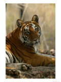 Bengal Tiger  Female Resting  Madhya Pradesh  India