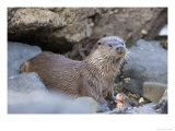 European Otter Eating an Eel on a Rocky Shore  Scotland