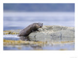 European Otter  Juvenile Climbing out of the Water onto a Rock  Scotland