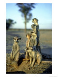 Meerkats  Emerging from Den  Kalahari