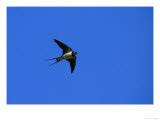 Swallow in Flight  Pembrokeshire  UK