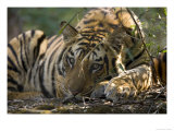 Bengal Tiger  Close-up Profile of Large Male Tiger Laying on Ground  Madhya Pradesh  India