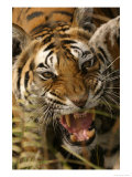 Bengal Tiger  Snarling  Madhya Pradesh  India