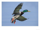 Mallard in Flight  Lake Geneva  Switzerland