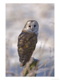 Barn Owl  Full-Frame Portrait of Barn Owl Perched on Fence Post  Lancashire  UK