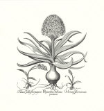 Hyacinthus