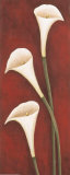 Calla Lilies on Red