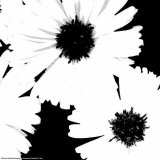 Daisies I