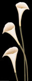 Calla Lilies on Black