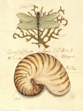 Nature's Curiosities IV
