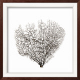 Sea Fan on Linen II