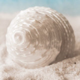 Treasures of the Sea IV