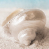 Treasures of the Sea I