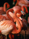 Flock of Greater Flamingos (Phoenicopterus Ruber)  Tanzania