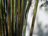 Bamboo Plants at Chinese Friendship Gardens  Darling Harbour Sydney  New South Wales  Australia