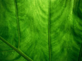Leaf Detail  Rarotonga  Cook Islands