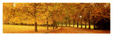 Autumn Leaves  Loire Valley  France
