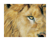 Eye of the Lion