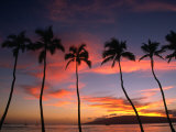 Coconut Palms and the Island of Lanai at Sunset from the Seawall on Front Street  Lahaina  Maui