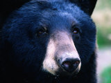 Black Bear (Ursus Americanus)  USA