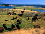 Bison (Bison Bison) Herd in Hayden Valley  Yellowstone National Park  Wyoming  USA