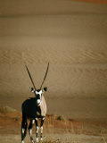 Gemsbok  or South African Oryx ( Oryx Gazella )  in Sand Dunes  Namib Desert Park  Namibia