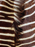 Zebra Skin Detail  Durban  Kwazulu-Natal  South Africa