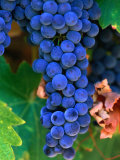 Grapes  Barossa Valley  Australia