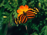 A Yellow and Orange Danalid Butterfly on a Similarly Coloured Flower  Costa Rica