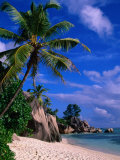Palm Tree on Beach  Anse Source D'Argent  Seychelles