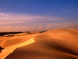 Animal Tracks on Sand Dune in Little Sahara Desert  Australia