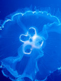 Moon Jelly Fish (Aurelia Aurita)  Belize