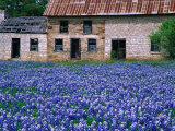 Field of Blubonnets  Marble Hill Area  Texas  USA