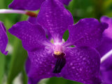 An Exotic Orchid at an Orchid Farm Near the Volcano  Hawaii (Big Island)  Hawaii  USA