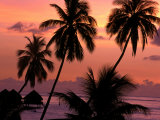 Coconut Trees at Dusk  French Polynesia