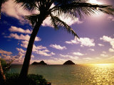 Palm Trees on the Beach at Sunset  Lanikai  USA