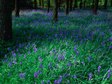 Bluebell (Nemophila) in Woodland at Baronscourt  Tyrone  Northern Ireland