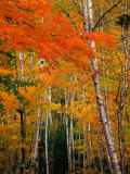 Autumn Foliage  USA