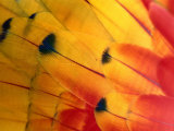 Detail of Macaw Feathers from the Tambopata Candamo National Park  Amazonas  Peru