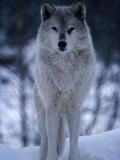 Grey or Timber Wolf (Canis Lupus) in the Alaskan Snow  Alaska  USA