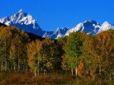 Autumn Colours of Trees with Snow Capped Mountains in Distance  Grand Teton National Park  USA