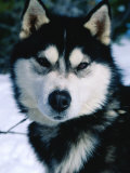 Portrait of Husky Dog  Wyoming  USA