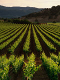 Early Evening Light Over Cabernet Spring Vines at Screaming Eagle Vineyards  Napa Valley  USA