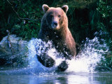 Grizzly Bear Running in Kinak Bay  Katmai National Park  USA