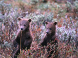 Two Grizzly Cubs (Ursus Arctos)  Denali National Park & Preserve  Alaska  USA