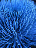 The Endangered Silversword Plant is Indigenous Only to Mount Haleakala  Maui  Hawaii  USA