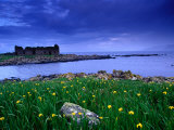 Flag Iris in Bloom at Rue Point Near Ruins of Coastguard Station  Rathin Island  Northern Ireland