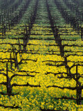 Rows of Grape Vines in One of Napa Valley Vineyards  Napa Valley  USA