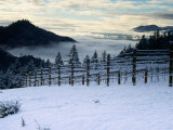 Snow Covered Vineyard  Napa Valley  United States of America